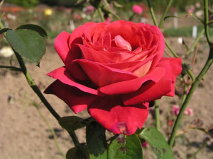 Róża wielkokwiatowa 'Rosa' BICOLETTE