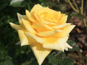 Róża wielkokwiatowa 'Rosa' BOLERO