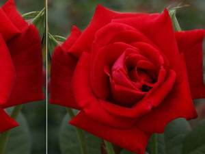 Róża Wielkokwiatowa 'Rosa' BORDOWA