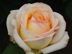 Róża wielkokwiatowa 'Rosa' CASANOWA