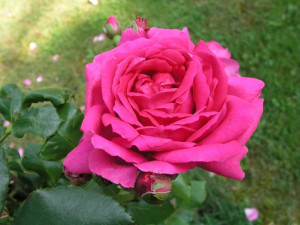 Róża wielkokwiatowa 'Rosa' CRITERION