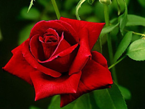 Róża wielkokwiatowa 'Rosa' CYGNE NOIR