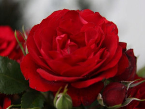 Róża wielkokwiatowa 'Rosa' CZERWONA CIEMNA