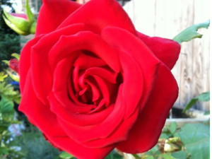 Róża Wielkokwiatowa 'Rosa' CZERWONA KRWISTA