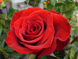 Róża wielkokwiatowa 'Rosa' CZERWONA NA KWIAT