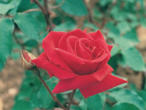 Róża wielkokwiatowa 'Rosa' ENA HARKNES