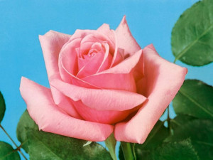 Róża wielkokwiatowa 'Rosa' KAROLINA