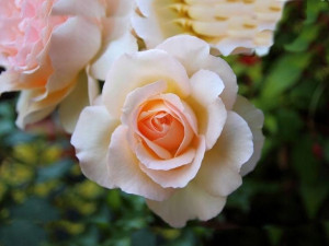 Róża Wielkokwiatowa 'Rosa' KREMOWA