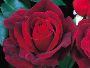 Róża wielkokwiatowa 'Rosa' MR .LINCOLN