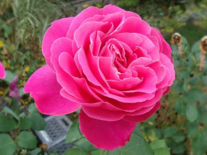 Róża wielkokwiatowa 'Rosa' PEACE