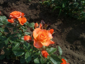 Róża Wielkokwiatowa 'Rosa' POMARAŃCZOWA ROZETA