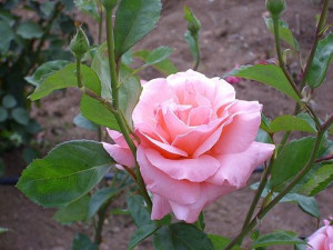 Róża wielkokwiatowa 'Rosa' QUEEN ELIZABETH