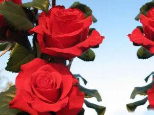 Róża wielkokwiatowa 'Rosa' RED BERLIN