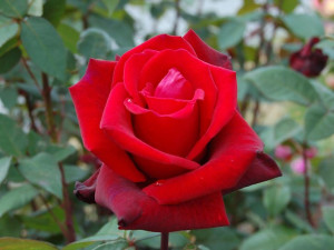 Róża wielkokwiatowa 'Rosa' RLICHTER LOCH