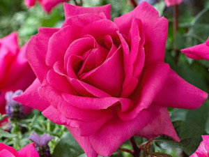 Róża Wielkokwiatowa 'Rosa' RÓŻOWA