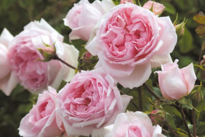 Róża wielkokwiatowa 'Rosa' RÓŻOWA ANGIELSKA
