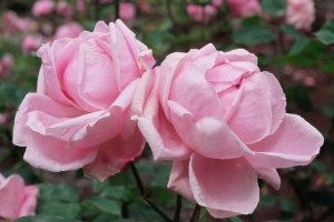 Róża wielkokwiatowa 'Rosa' RÓŻOWA POMPONOWA