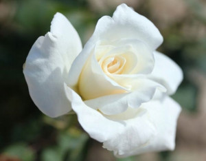 Róża wielkokwiatowa 'Rosa' VIRGO