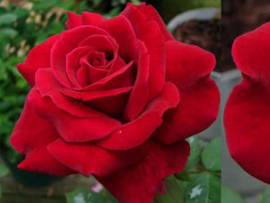 Róża wielkokwiatowa Rosa 'Bordowo- czarna'