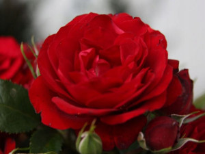 Róża wielkokwiatowa Rosa 'Czerwona Ciemna'