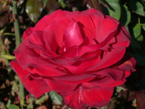 Róża wielkokwiatowa Rosa 'Czerwona Rozeta'