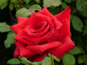 Róża wielkokwiatowa Rosa 'Czerwona Szalkowa'