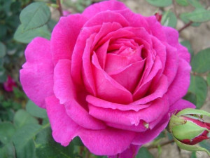 Róża wielkokwiatowa Rosa 'Różowa Szlachetna'