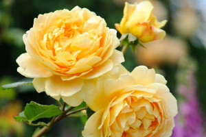 Róża wielkokwiatowa Rosa 'Żółta Szalkowata'