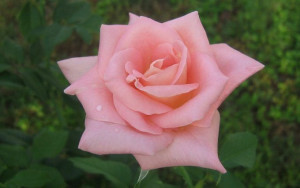Róża wielkokwiatowa Rosa 'Łososiowa'