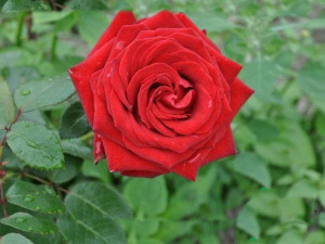Róża wlkp. 'Rosa' CZERWONA BUKIETOWA