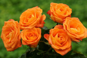 Róża wlkp. 'Rosa' POMARAŃCZOWA