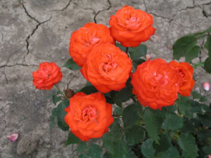 Róża wlkp. 'Rosa' POMARAŃCZOWA PACHNĄCA