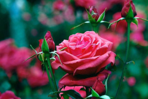 Róża wlkp. 'Rosa' RÓŻOWA Z OCZKIEM