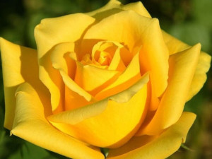 Róża wlkp. 'Rosa' ŻÓŁTA