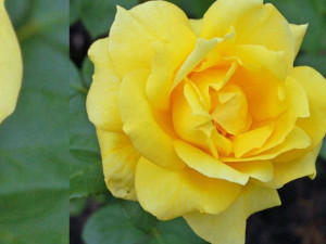 Róża wlkp. 'Rosa' ŻÓŁTA SZLACHETNA