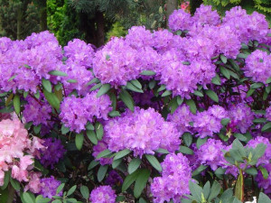 Różanecznik 'Rhododendron' ALFRED