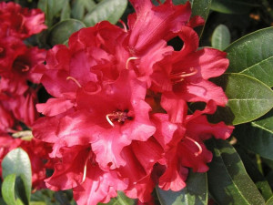 Różanecznik 'Rhododendron' BENGAL