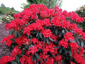 Różanecznik 'Rhododendron' DOTELLA