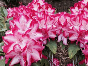 Różanecznik 'Rhododendron' ERUPTION