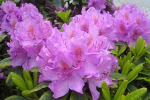 Różanecznik 'Rhododendron' FIOLETOWY