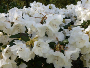 Różanecznik 'Rhododendron' GARTENDIREKTOR RIGER