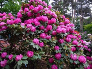 Różanecznik 'Rhododendron' GERMANIA