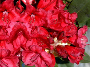 Różanecznik 'Rhododendron' KARL NEUE