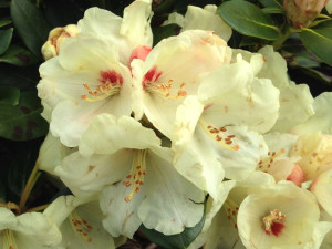 Różanecznik 'Rhododendron' KREMOWY