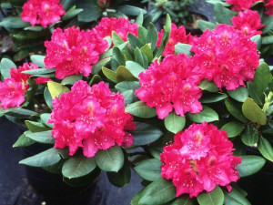 Różanecznik 'Rhododendron' NOWA ZEMBLA