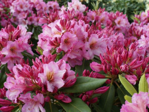Różanecznik 'Rhododendron' OLD PORT
