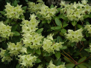 Różanecznik 'Rhododendron' PRINCESS ANNE