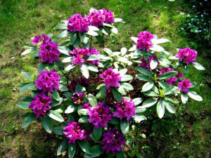 Różanecznik 'Rhododendron' RASPUTIN
