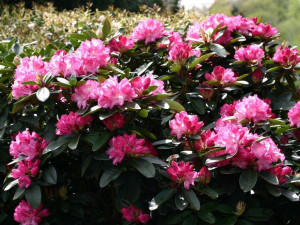 Różanecznik 'Rhododendron' RESONANZ