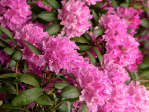 Różanecznik 'Rhododendron' ROSEUM ELEGANS
